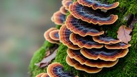 Colorful bracket fungi growing on moss-covered tree trunk in forest ecosystem. Natural woodland mushroom formation with vibrant orange and blue striped patterns.