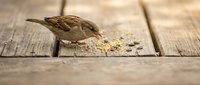 Small brown sparrow bird eating scattered seeds on weathered wooden deck planks outdoor wildlife feeding nature scene.