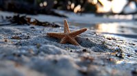 Orange starfish resting on wet sandy beach at sunset, with shallow depth of field creating dreamy bokeh effect in background, nature photography.
