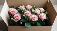 Fresh pink roses with buds and green leaves arranged in cardboard box, romantic floral composition for special occasions and gift delivery service.