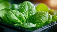 Fresh spinach leaves with water droplets in black container, macro view showing detailed texture and vibrant green color. Healthy organic food concept.