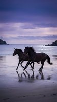 Two wild horses galloping along ocean beach at sunset with purple sky and water reflections creating dramatic silhouettes for equestrian and nature themes.