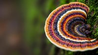Colorful bracket fungus with concentric rings growing on tree trunk in forest environment showcasing natural patterns and textures for organic design projects.