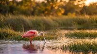 Pink roseate spoonbill wading bird feeding in shallow wetland water during golden hour sunset with warm bokeh background and natural marsh grass habitat.