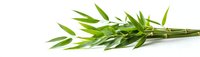 Fresh green bamboo branch with pointed leaves on white background, natural zen botanical element isolated for wellness and spa designs.