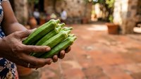 Fresh green okra vegetables held in hands at outdoor market or farm setting for cooking and healthy eating.