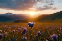 Purple wildflower backlit at sunset in mountain meadow, dramatic sky with clouds and sunburst creating magical atmosphere in nature landscape.