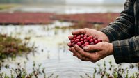 Farmer holding fresh red cranberries in hands over flooded bog field during harvest season, agricultural produce and farming work.