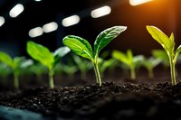Young green seedlings growing in rich dark soil under warm artificial lighting in modern greenhouse environment for agriculture and farming concepts.