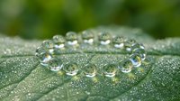 Water droplets on fresh green leaf surface with morning dew creating natural crystal-like beads for environmental and nature concepts.