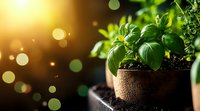 Fresh basil plant growing in terracotta pot with sunlight bokeh effect and dark background, aromatic herbs gardening concept for kitchen and cooking.