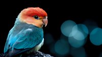 Colorful lovebird parrot with orange head and blue wings perched against dark background with soft bokeh lights creating dreamy atmosphere for pet photography.