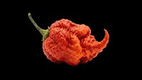 Red hot carolina reaper chili pepper isolated on transparent background, ready for t-shirt design, stickers, clipart, print on demand, and sublimation projects.