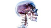 Artistic x-ray style visualization of human skull and cervical spine in profile view showing anatomical details with translucent blue and purple coloring on white background.
