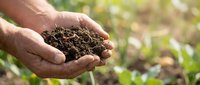 Farmer hands holding rich dark soil in cupped palms with green plants blurred in background. Organic farming and sustainable agriculture concept.