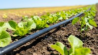 Drip irrigation system watering young vegetable seedlings in agricultural field, modern farming technology for efficient crop cultivation and water management.