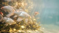 School of carp fish swimming in shallow clear water with golden sunlight filtering through surface creating magical underwater atmosphere for nature photography.