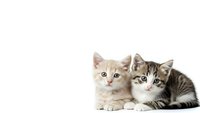 Two adorable kittens sitting together on white background, tabby and cream colored baby cats with blue eyes isolated for pet adoption designs.