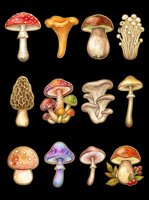 Twelve hand-drawn mushroom varieties isolated on transparent background, ready for t-shirt designs, clipart, stickers, sublimation, and print-on-demand projects. Includes edible and decorative fungi species.