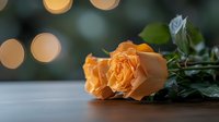 Single peach-colored rose lying on wooden surface with soft bokeh lights in background, creating romantic mood for greeting cards and valentines designs.