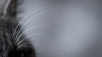 Close-up macro shot of cat whiskers with soft gray fur, shallow depth of field creating dreamy bokeh background for pet care and feline anatomy concepts.
