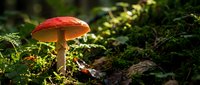 Red mushroom with bright orange-red cap growing among green moss and forest floor vegetation in natural woodland habitat.