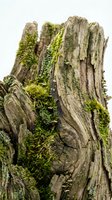 Weathered wooden tree stump with vibrant green moss and lichen growth, showing natural decay and forest ecosystem development for environmental and nature concepts.
