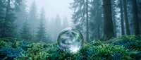 Mystical glass sphere resting on moss-covered forest floor surrounded by towering evergreen trees in misty woodland atmosphere for fantasy concepts.