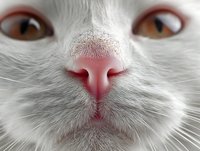 White cat nose and whiskers extreme close-up macro shot showing pink nostrils and brown eyes for pet care veterinary and feline anatomy concepts.