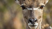 Close-up portrait of young deer face with gentle expression looking directly at camera in natural outdoor wildlife habitat setting.