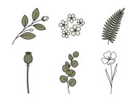 Botanical line art collection featuring six isolated plant elements including leaves, flowers, ferns and stems in minimalist style, ready for design projects.