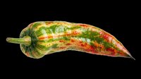 Colorful hot chili pepper isolated on transparent background, ready for t-shirt design, clipart, stickers, print-on-demand products and sublimation projects.