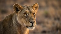 Young lioness portrait with golden sunlight illuminating her face against blurred natural background. Wildlife photography capturing majestic big cat in warm evening light.