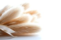 Soft beige and white feathers arranged in elegant flowing composition on clean white background, perfect for luxury branding and sophisticated design projects.