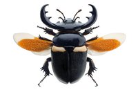Stag beetle with large mandibles and orange wings isolated on white background, detailed macro photography of exotic insect specimen.