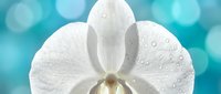 White orchid flower with water droplets on petals against soft turquoise bokeh background for spa wellness beauty and relaxation concepts.