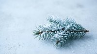 Frost-covered evergreen pine branch lying on snowy ground during winter season. Natural holiday decoration element for seasonal designs and projects.