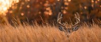 Majestic whitetail deer buck with large antlers standing in golden autumn grassland during sunset with warm bokeh background for wildlife photography.