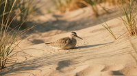 Small speckled shorebird resting on sandy beach dunes among tall grass during golden hour light for wildlife and nature photography projects.