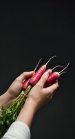 Hands holding fresh red radishes with green stems and leaves against dark background, suitable for organic food, healthy eating, and farm-to-table concepts.