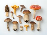 Assorted wild mushrooms and toadstools arranged on white background, including morel, chanterelle, porcini, and fly agaric varieties for culinary, botanical and educational use.