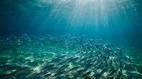 Large school of silver fish swimming in formation underwater with sunlight rays penetrating blue ocean water creating peaceful marine ecosystem scene.