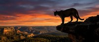Mountain lion silhouette standing on rocky cliff edge at dramatic sunset with orange sky over canyon landscape. Wildlife predator in natural habitat during golden hour.