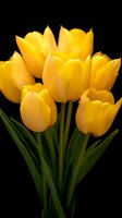 Vibrant yellow tulips bouquet against black background showcases fresh spring flowers with elegant green stems, creating dramatic contrast for floral design.