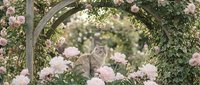 Gray tabby cat sitting in garden archway surrounded by blooming pink roses and lush greenery creating romantic outdoor scene for pet photography.