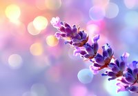Purple lavender flowers against soft pastel bokeh background with dreamy pink and blue circles creating magical nature atmosphere for wellness and spa designs.