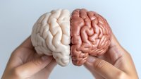 Human hands holding anatomical brain model split in two halves, white and coral pink colored, showing detailed cerebral cortex structure against light background.