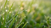 Fresh green grass blades with morning dew drops in soft natural light creating peaceful outdoor atmosphere for wellness and nature concepts.