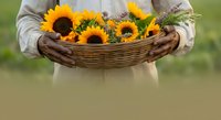 Farmer holding wicker basket filled with fresh sunflowers and green foliage, perfect for agriculture, gardening, harvest, and floral design projects.