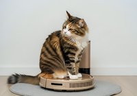 Tabby and white kitten sitting on robotic vacuum cleaner against white wall background. Pet care and modern home automation concept for household cleaning technology.
